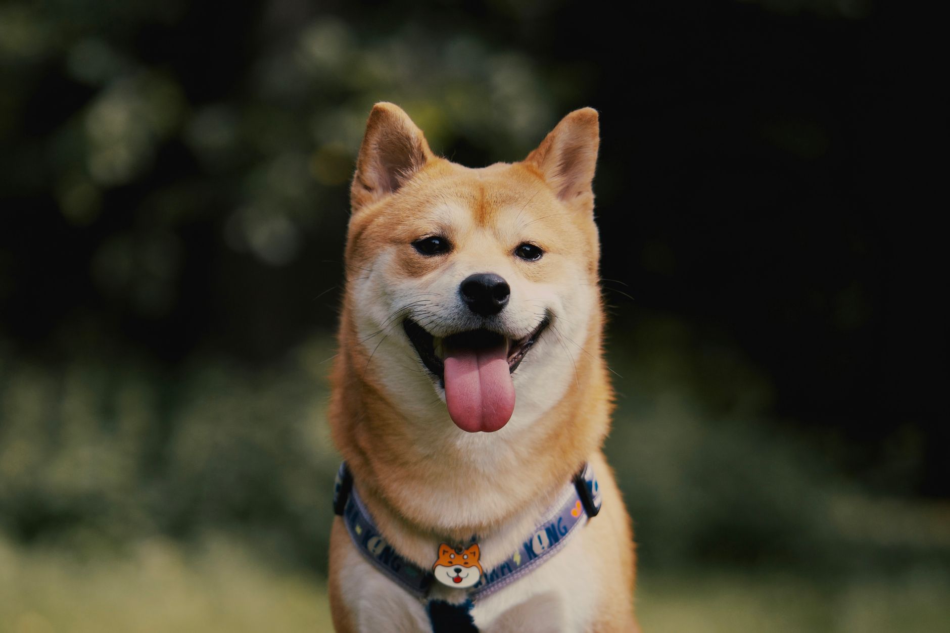 Shiba Inu Price Prediction: The Right Level for Rally